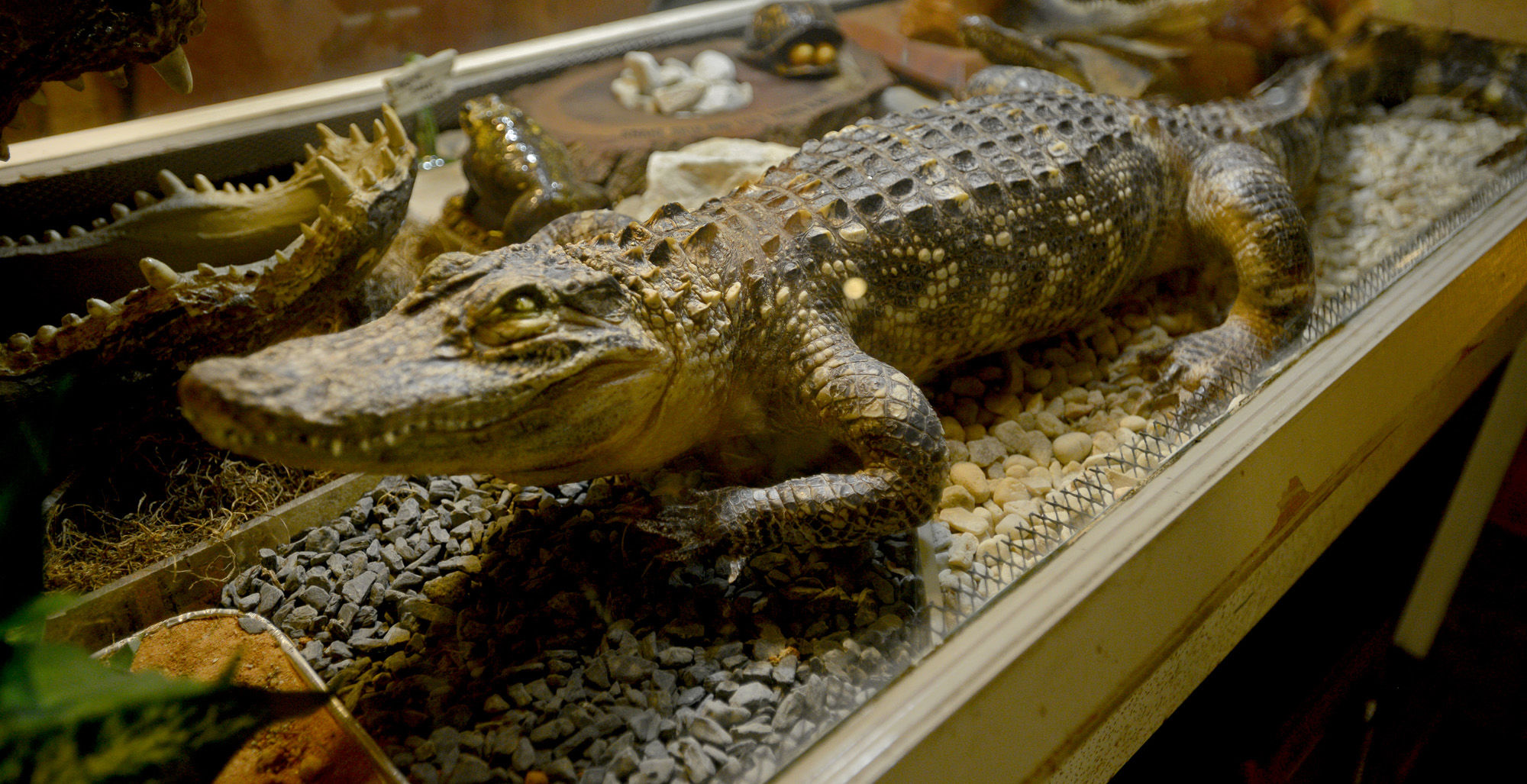 Stuffed Reptile
